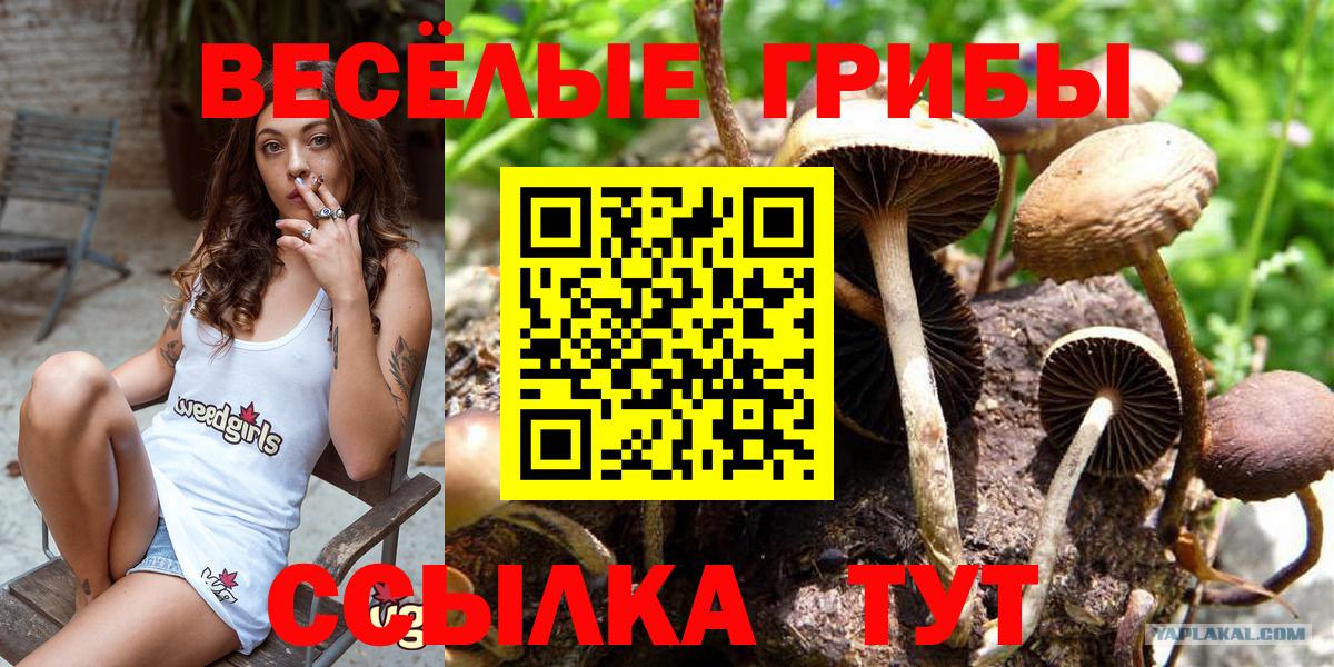 Галлюциногенные грибы мицелий Керчь